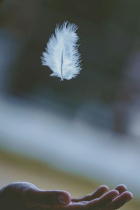 La Mouette